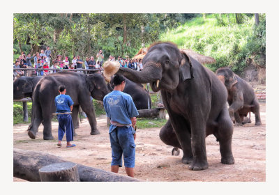 Maesa Elephant Camp 10