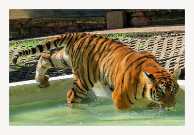 Tiger Kingdom 3