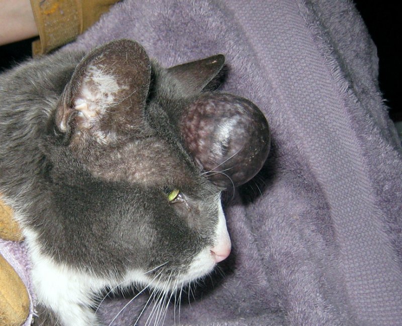 can you remove sebaceous cyst at home