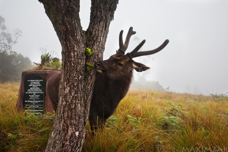 Horton Plains