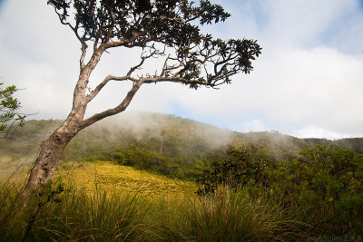 Horton Plains