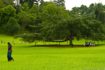 Great Lawn at Royal Botanic Gardens. Kandy