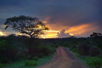 Yala Park