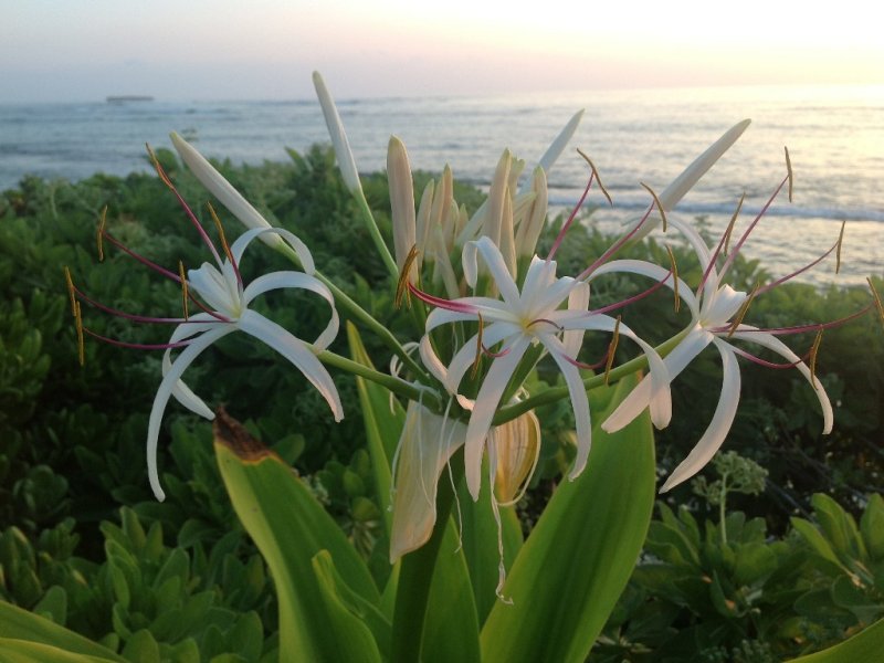 Flowers off deck.jpg