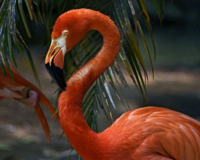 Palm Beach Zoo Taken with the Sony Rx10 III