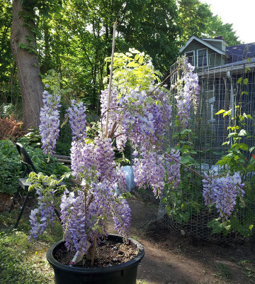 RS-20130516_092332.jpg