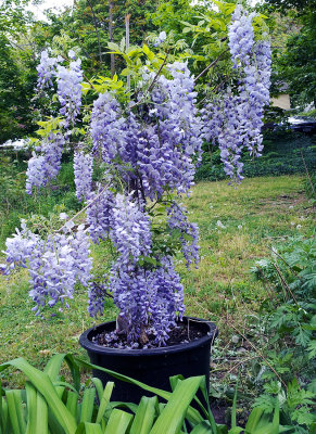 RS-20130518_144348.jpg
