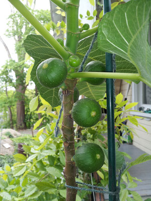 RS-20130518_144726.jpg
