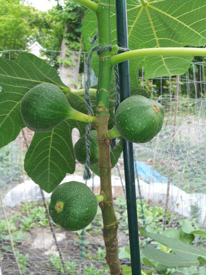 RS-20130518_145021.jpg