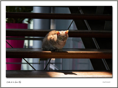 Chaton de la Gare dAix en Provence