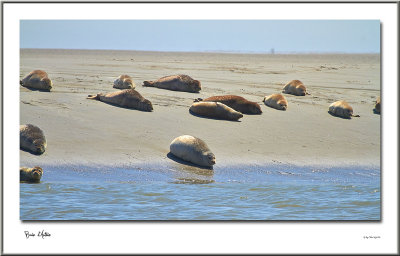 Baie d'Authie 2013