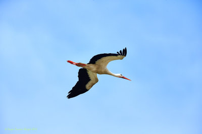 Baie de Somme