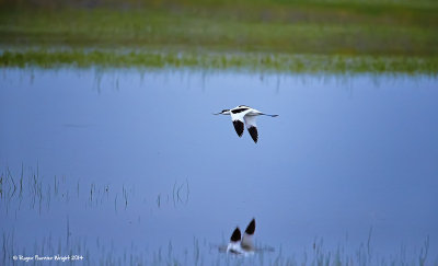 Avocette
