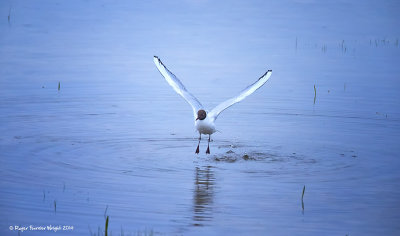 Landing