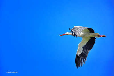 Cigogne   Maye
