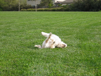 This is how you roll in grass