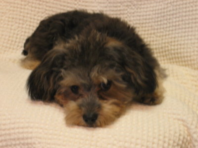 Sad look