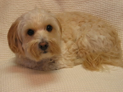 I can be a model too! Look! I'm a dog with no legs!
