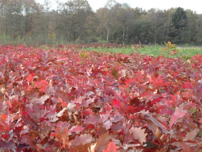 24_campinatocht-dessel.jpg