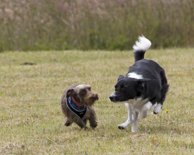 Mooch and Boo -      Point Cabrillo (Photo by Dan Collins)