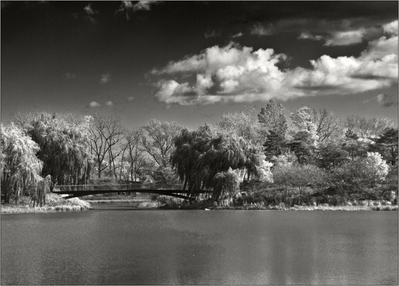Pond in Chicago Bot Garden