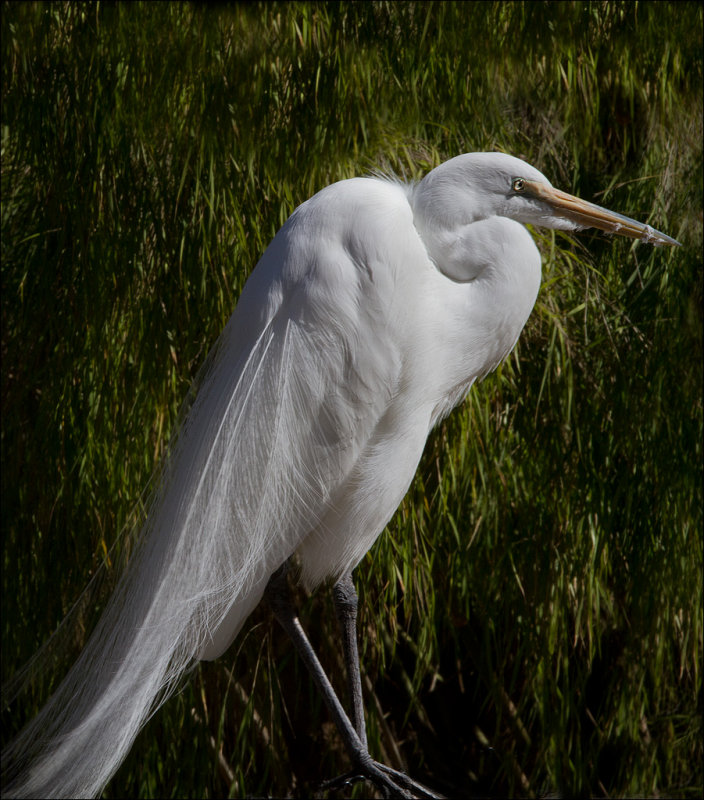 White Egret_3.jpg
