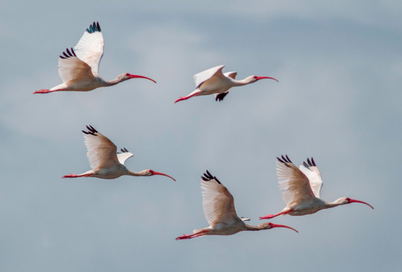 Ibises in Flight=2_1.jpg