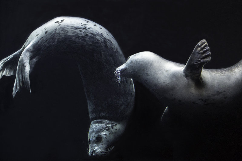 Two Playful Seals 4107.jpg