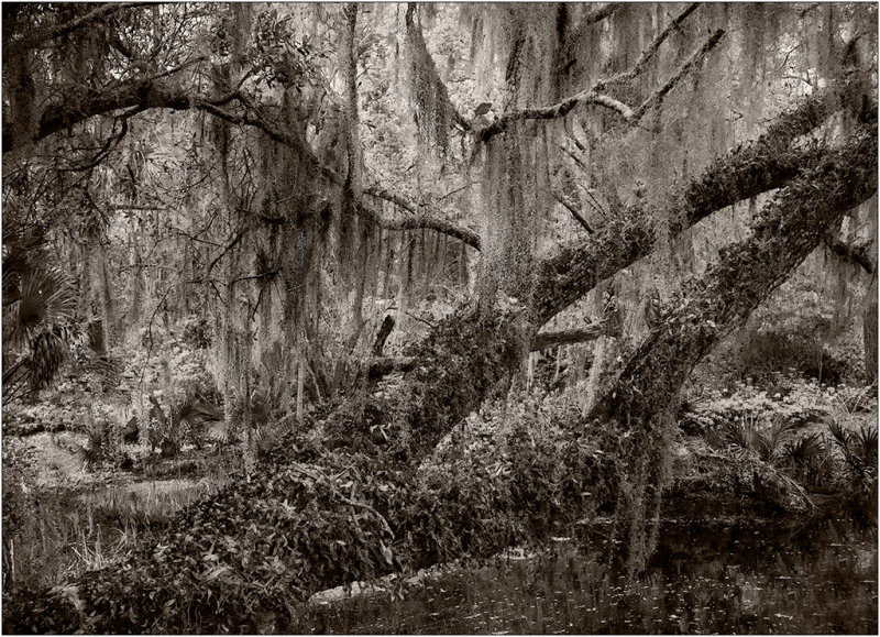 Enchanted Forest
