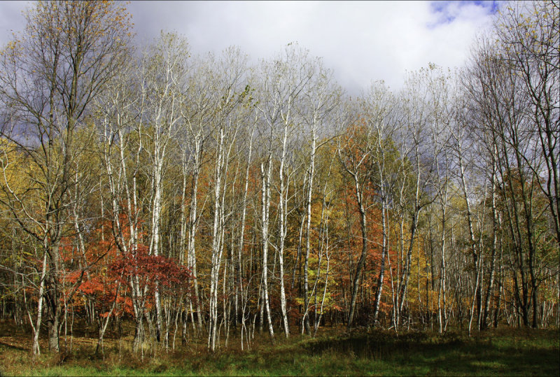 Autumn in the Woods.jpg