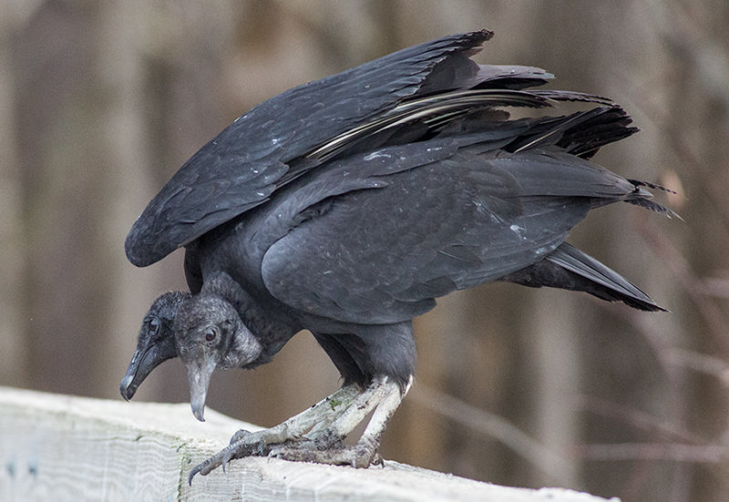 Two(!) Vultures.jpg