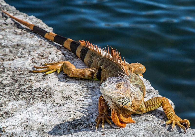 Brown Iguana-1
