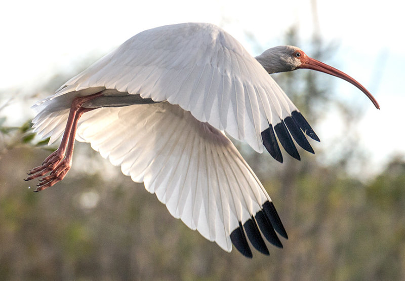 White Ibis in Flight-2