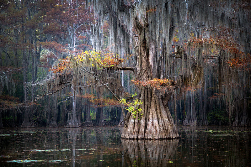Beauty of Caddo lake