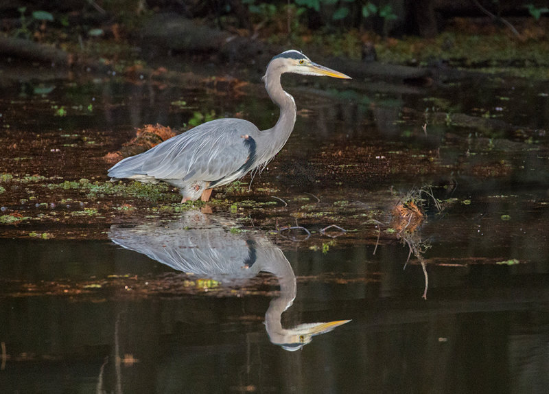 Tricolor Heron_9046.jpg