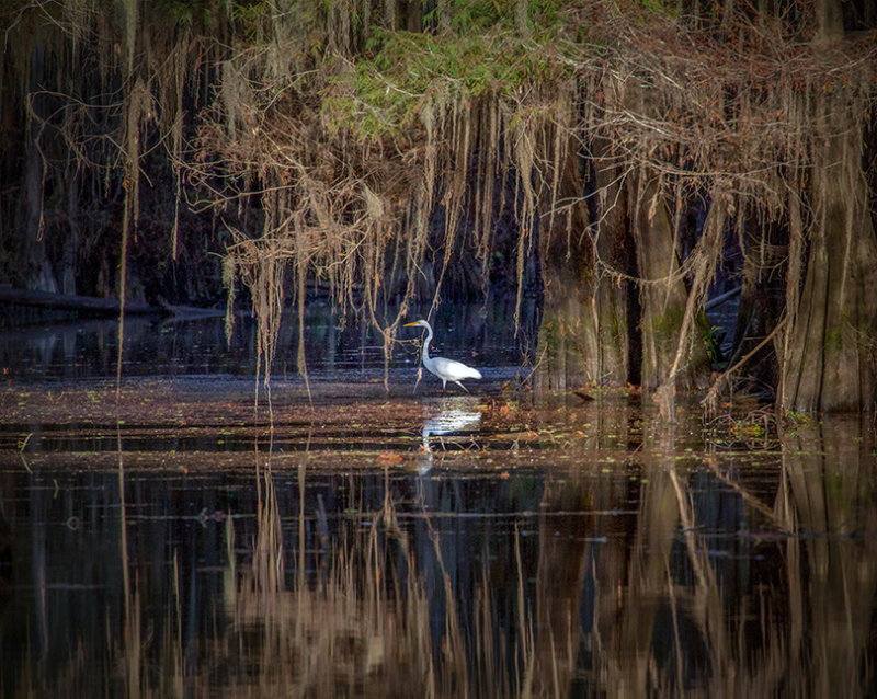 Tricolor heron_9035.jpg