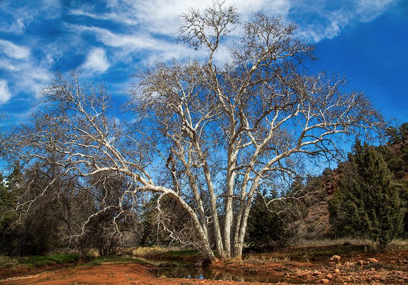 Sycamore by the creek