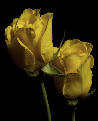 Two Yellow Roses