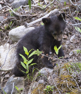 Black Bear Cub 9358_1.jpg