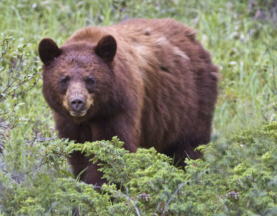 Brown Bear-3121.jpg