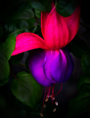 Fuschia_2101-1