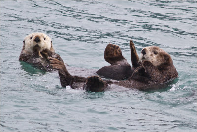Relaxing Sea Otters-1