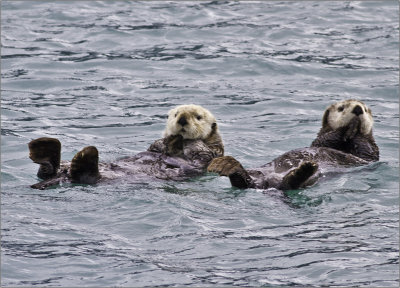 Relaxing Sea Otters-2