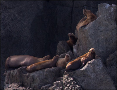 Sea Lions