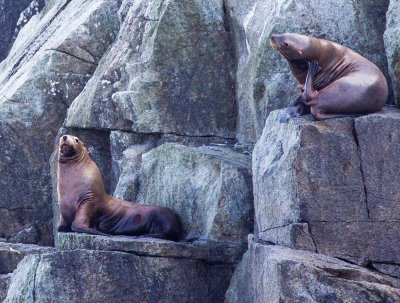 Two Sea Lions