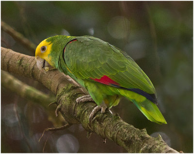Green Parrot.jpg