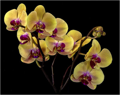 Yellow Orchid 8359-2.jpg