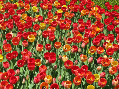 Red Tulips