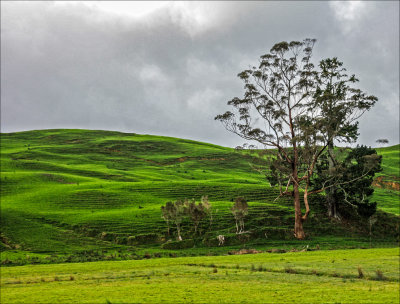 Lonely Tree - New Zealand