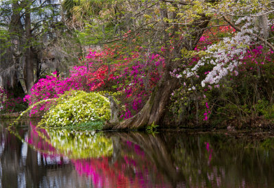 Magnolia Plantation 0644